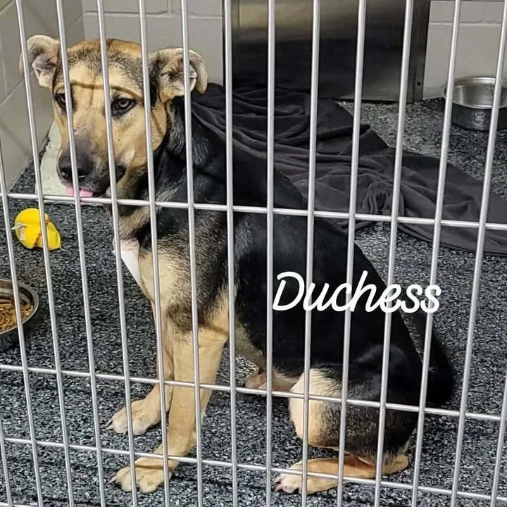 Duchess
