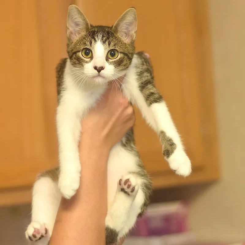 A baby small-sized male Brown / Chocolate Domestic Short Hair cat named Jelly Bean for adoption in Belleville, IL