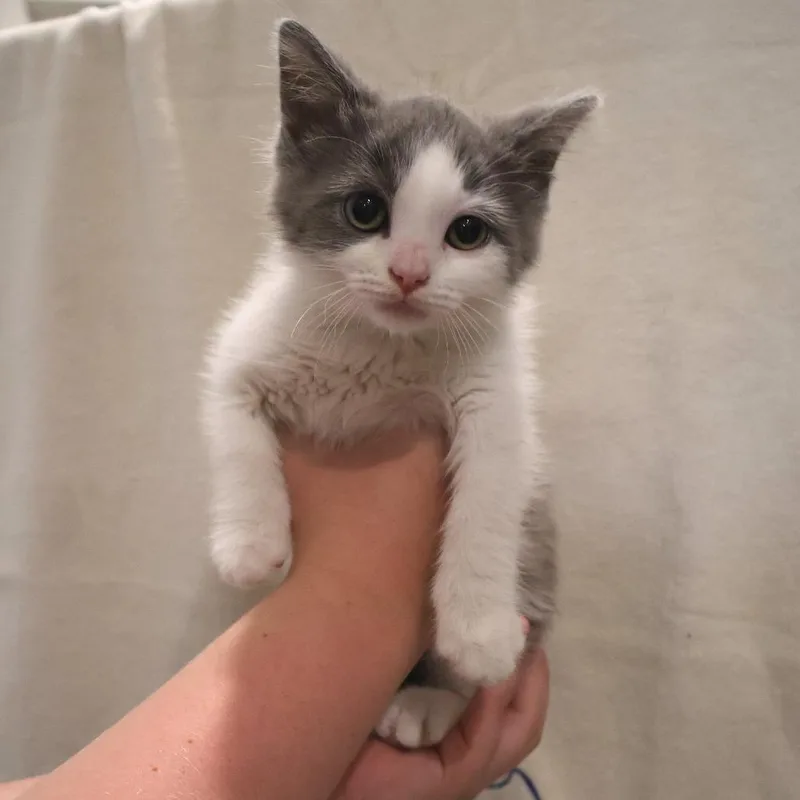 A baby small-sized male Gray / Blue / Silver Domestic Short Hair cat named Pink for adoption in Saint Charles, MO