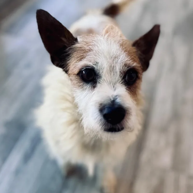 An adult small-sized male White / Cream Wirehaired Terrier dog named Spotty for adoption in Green Bay, WI
