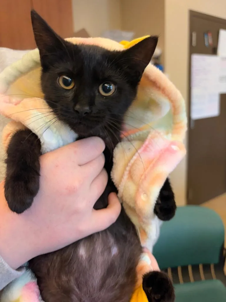 A baby small-sized male Domestic Short Hair cat named Lil Worm for adoption in Wintersville, OH