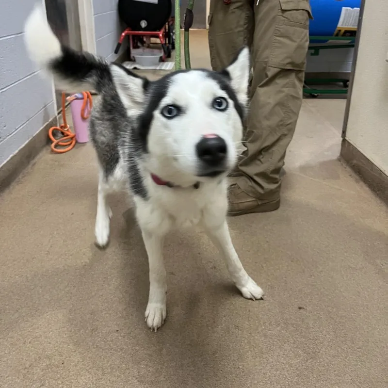 An adult medium-sized female Gray / Blue / Silver Mixed Breed dog named Bailey for adoption in Chattanooga, TN