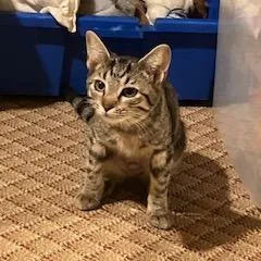A young small-sized female Gray / Blue / Silver Domestic Short Hair cat named Maelle for adoption in Abingdon, MD