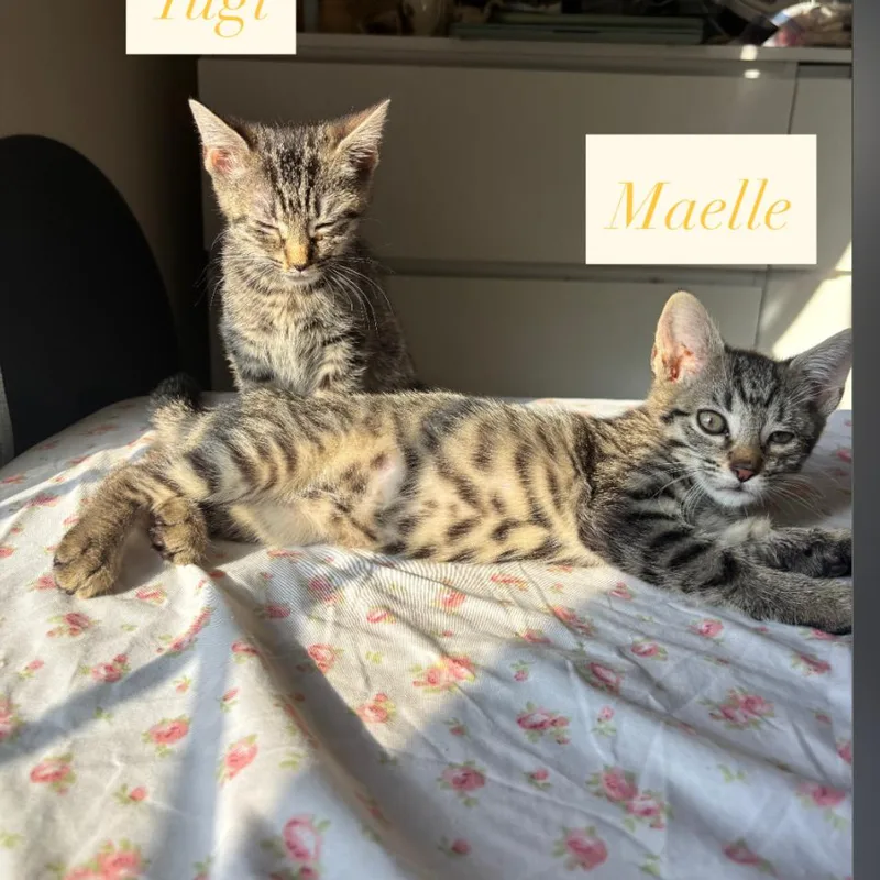 Maelle thumbnail 2