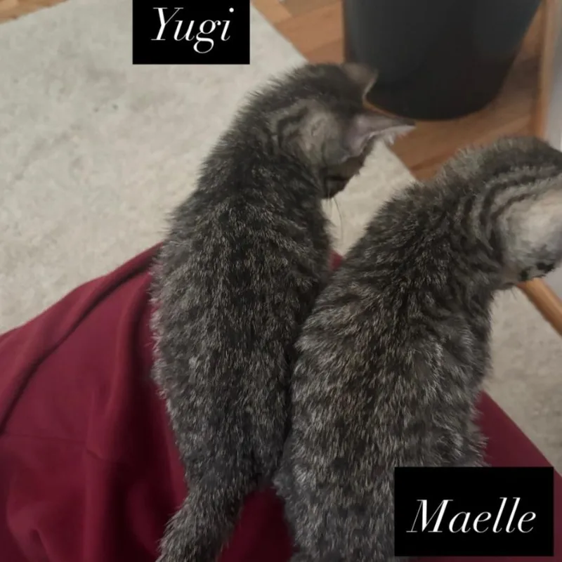 Maelle thumbnail 5