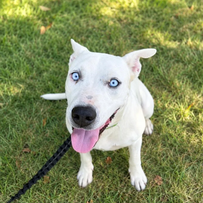 A young medium-sized female White / Cream Shepherd dog named Fria for adoption in Houston, TX