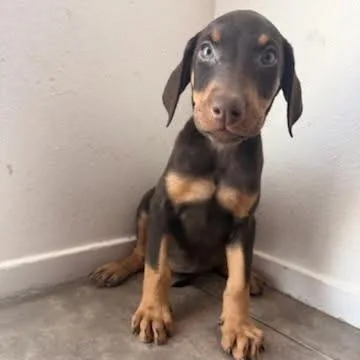 Leo