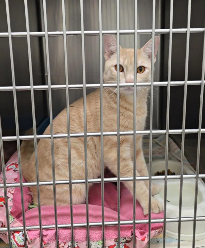 An adult medium-sized male Blue Point Domestic Short Hair cat named Moonbeam for adoption in West Orange, NJ
