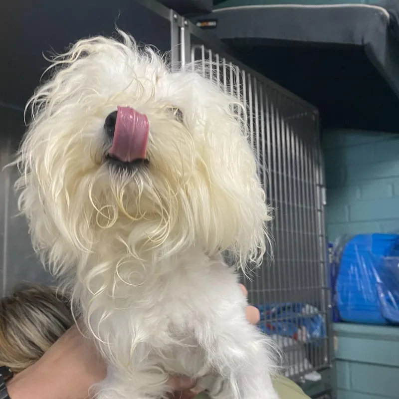 A young small-sized female White / Cream Bichon Frise dog named Gelati Fka Baby for adoption in Philadelphia, PA