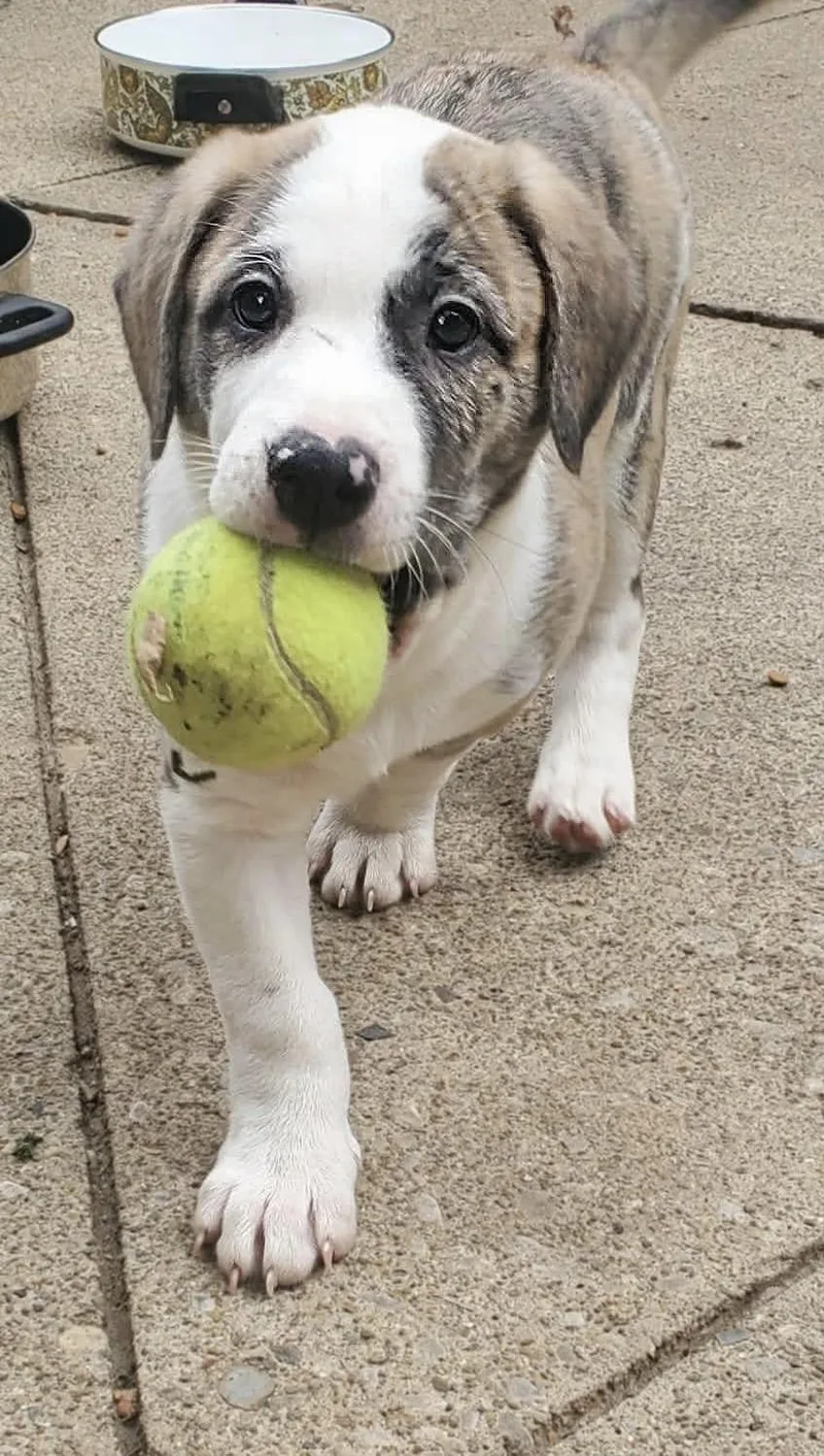 A baby large-sized male Labrador Retriever dog named Carter for adoption in New Albany, OH