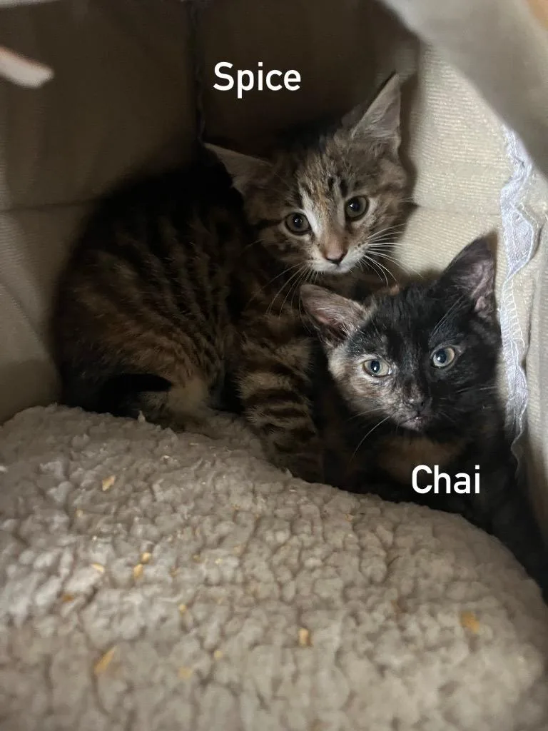 A young small-sized female Domestic Medium Hair cat named Chai for adoption in Kell, IL