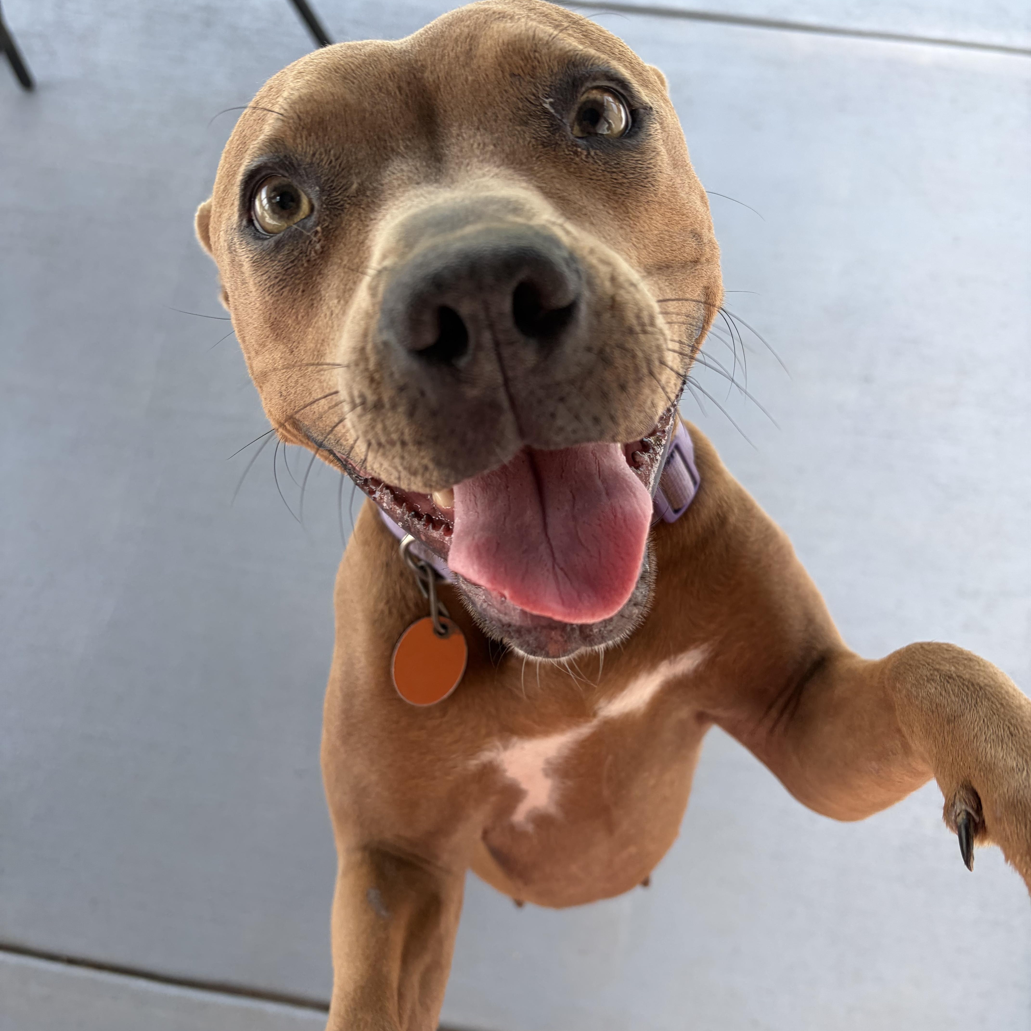 A young medium-sized female American Staffordshire Terrier dog named Lady for adoption in Seward, NE