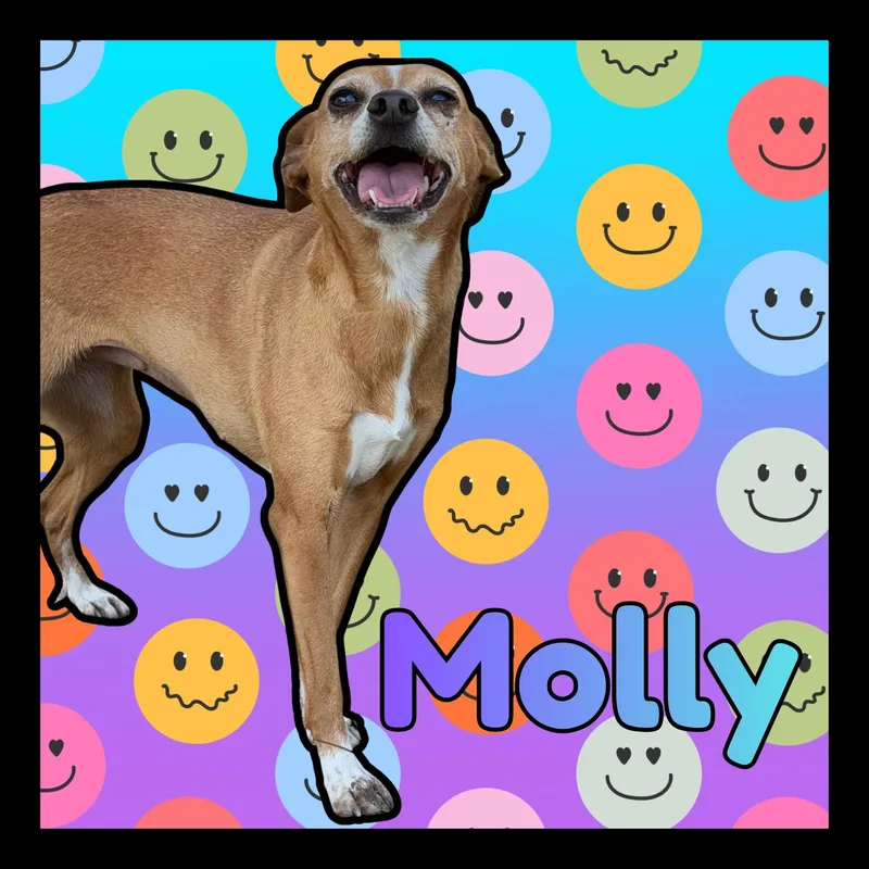 An adult small-sized female Red / Chestnut / Orange Rat Terrier dog named Molly for adoption in Aransas Pass, TX