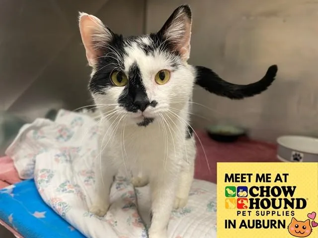 A young large-sized male Domestic Short Hair cat named Cletus for adoption in Fort Wayne, IN