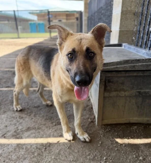An adult large-sized male German Shepherd Dog dog named Frankie for adoption in Riverside, CA
