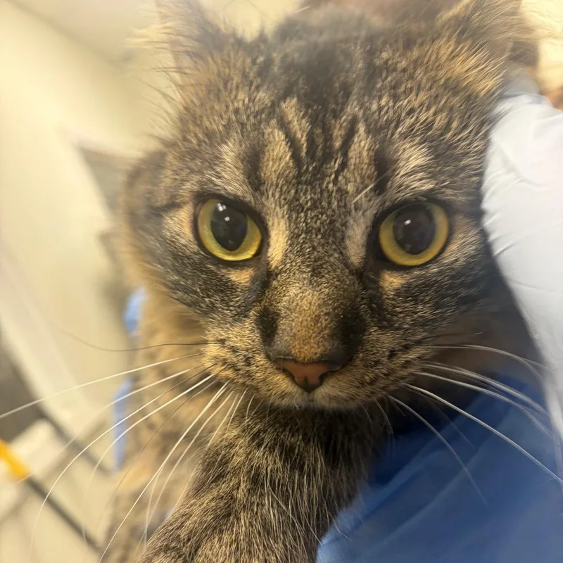 An adult large-sized male Brown / Chocolate Domestic Long Hair cat named Sherbert for adoption in Pekin, IL