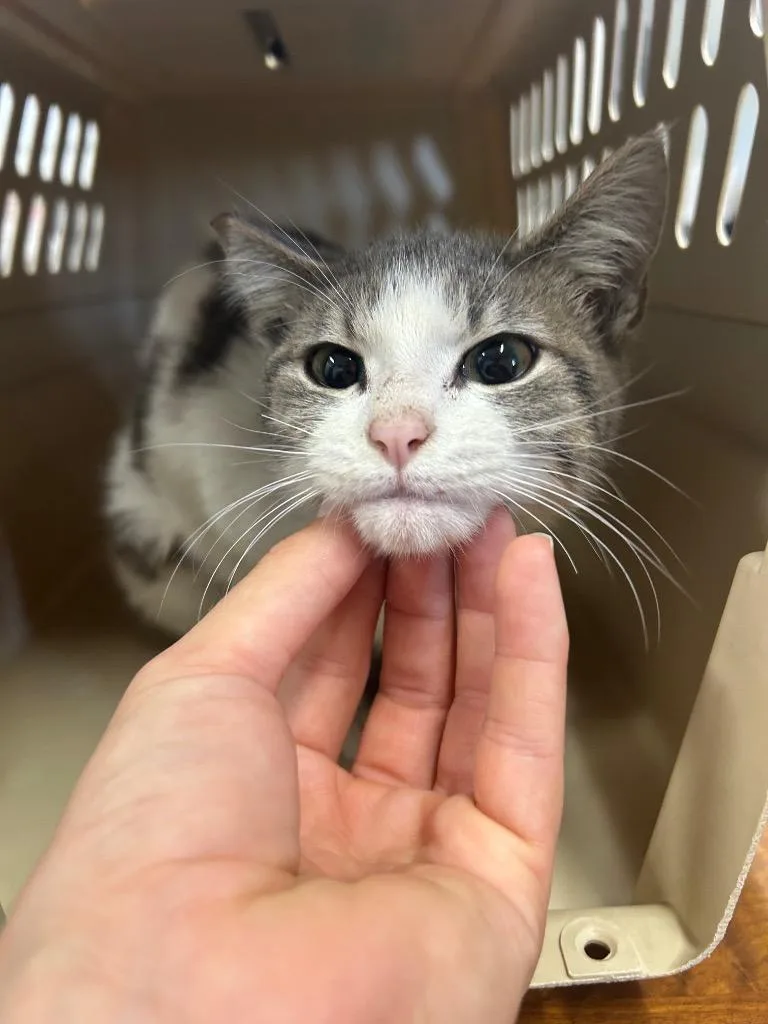 A baby small-sized female Domestic Short Hair cat named Raisin for adoption in Thousand Oaks, CA