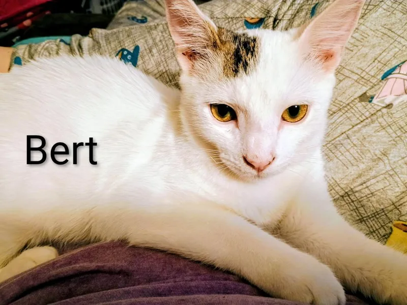A baby medium-sized male White Domestic Short Hair cat named Bert for adoption in Binghamton, NY