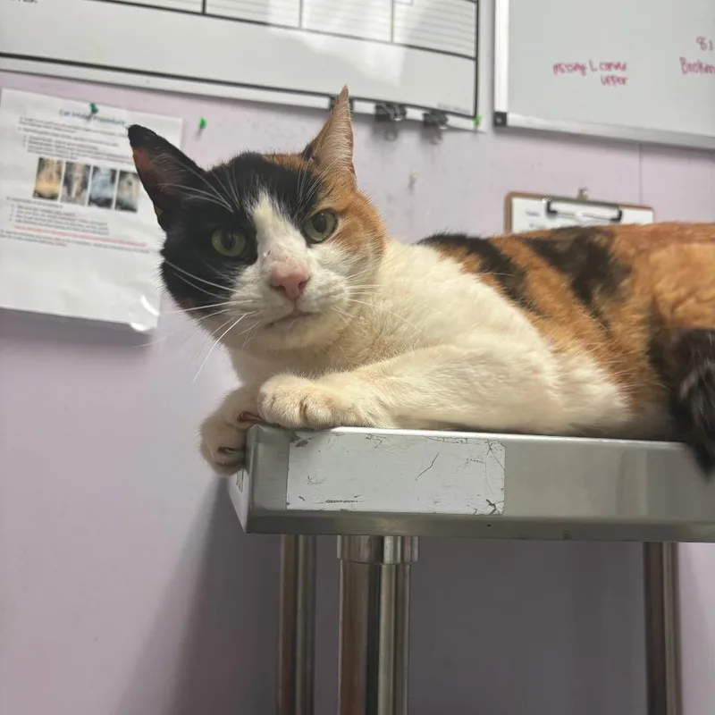 Calico Critter