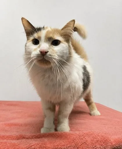 A senior medium-sized female Domestic Medium Hair cat named Poppyfrost for adoption in West Chester, PA