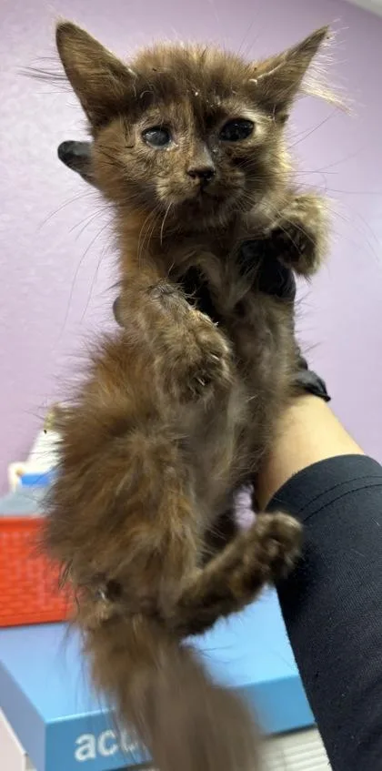 A baby small-sized female Brown / Chocolate Domestic Short Hair cat named 61446325 for adoption in El Paso, TX
