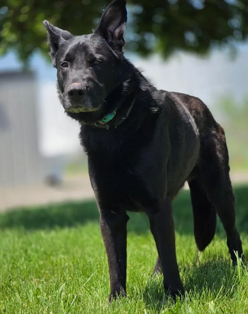 An adult medium-sized male Shepherd dog named Link for adoption in Huntington, IN