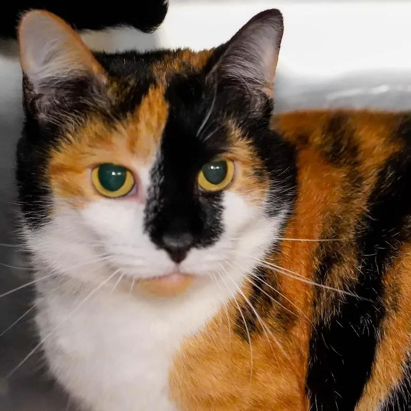 An adult small-sized female Black Domestic Short Hair cat named Cassie for adoption in Thomaston, ME
