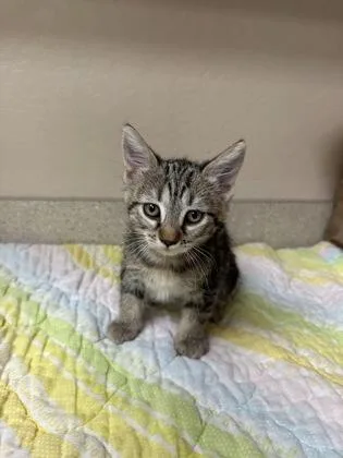 A young small-sized female Domestic Short Hair cat named Margo for adoption in Phoenix, AZ