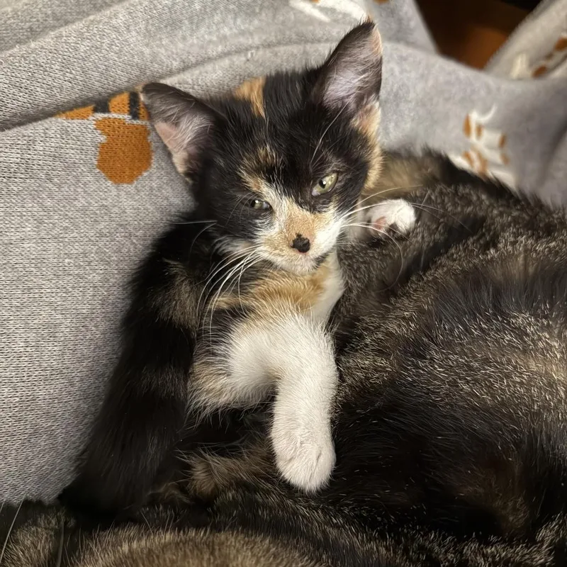A young medium-sized female Black Domestic Short Hair cat named Jubilee for adoption in Normal, IL
