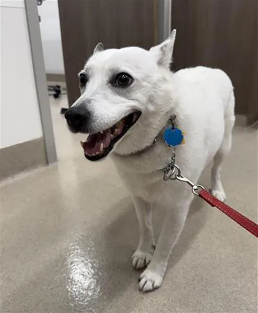 An adult medium-sized female Australian Kelpie dog named Lady for adoption in Baytown, TX