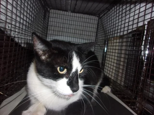 An adult extra large-sized female Domestic Medium Hair cat named Naris for adoption in Van Nuys, CA