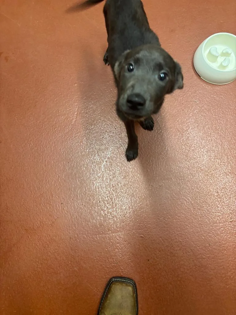 A baby small-sized male Mixed Breed dog named Gemini for adoption in Douglasville, GA