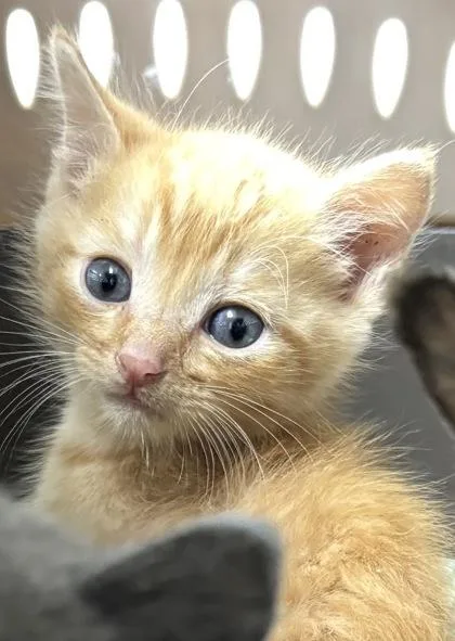 A baby small-sized female Domestic Short Hair cat named 1603-26 for adoption in Cumming, GA