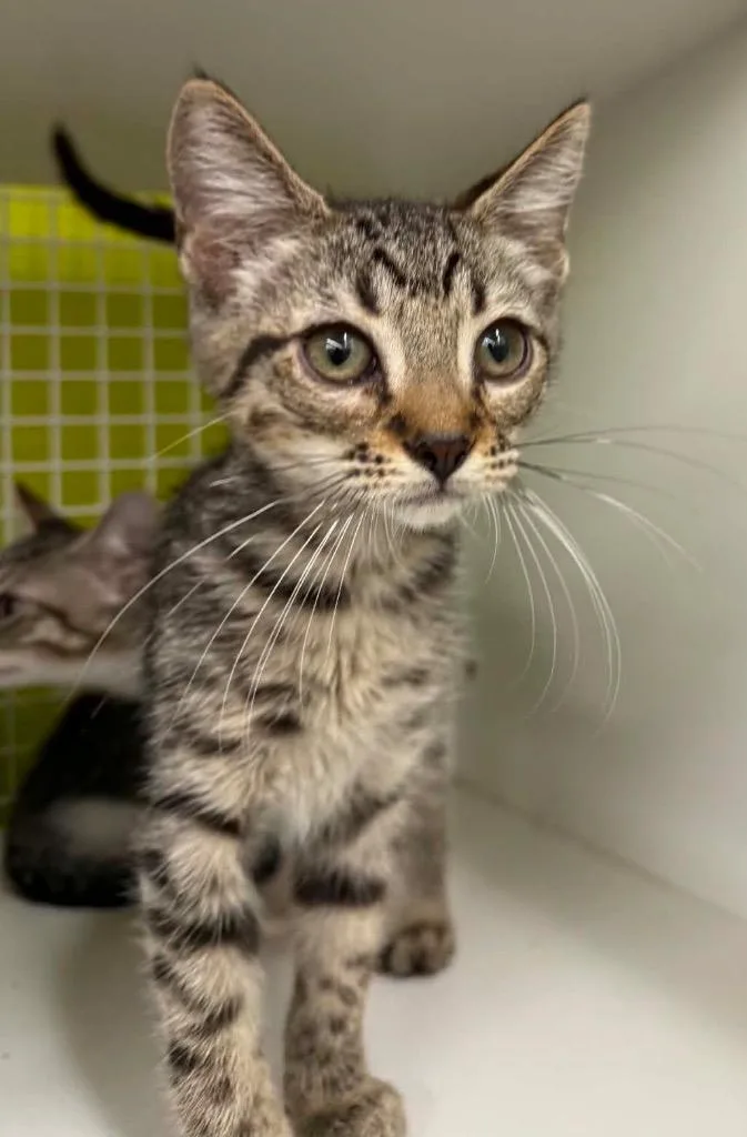 A baby small-sized male Domestic Short Hair cat named Calvin for adoption in Gorham, ME