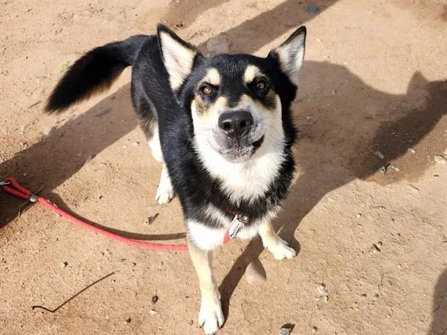 A young large-sized male German Shepherd Dog dog named Lenny for adoption in Phoenix, AZ