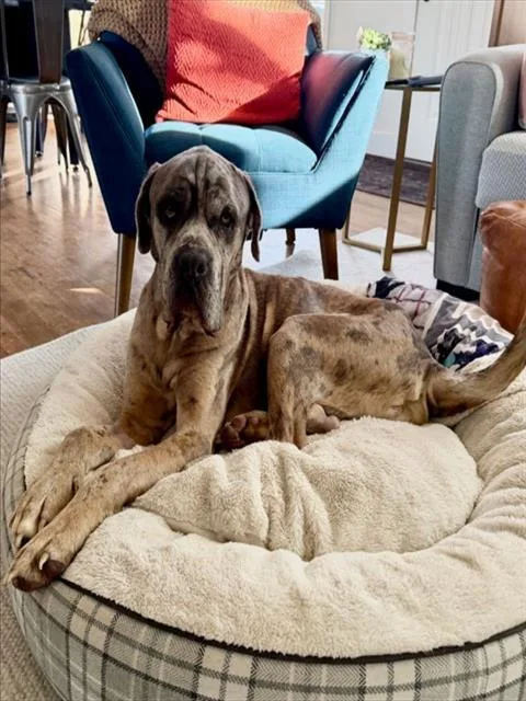 An adult extra large-sized male Mastiff dog named Scout for adoption in Brighton, CO