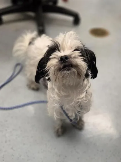 An adult small-sized female Shih Tzu dog named Queenie for adoption in Westland, MI