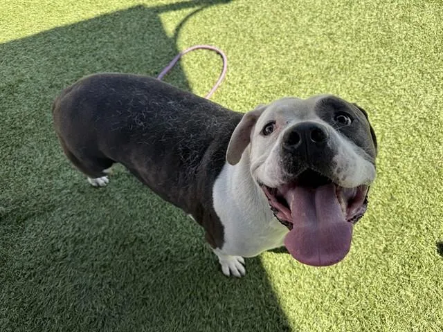An adult medium-sized male Pit Bull Terrier dog named Turbo for adoption in Downey, CA