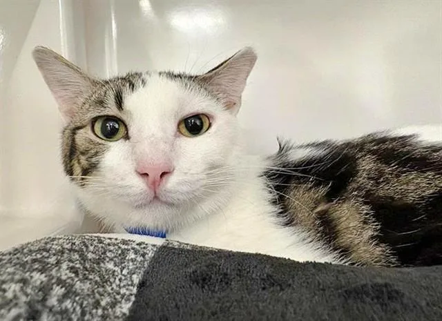 A young small-sized male Domestic Medium Hair cat named Frank for adoption in Saint Louis, MO