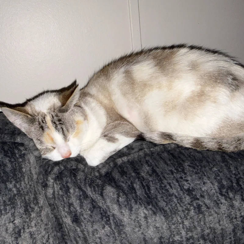 An adult medium-sized female Siamese cat named Liv Courtesy Listed for adoption in Midland, MI