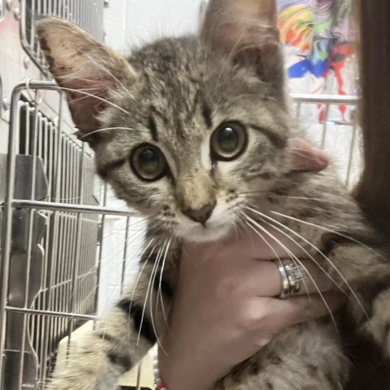 A baby small-sized male Buff / Tan / Fawn Domestic Short Hair cat named Noodle for adoption in Ardmore, OK