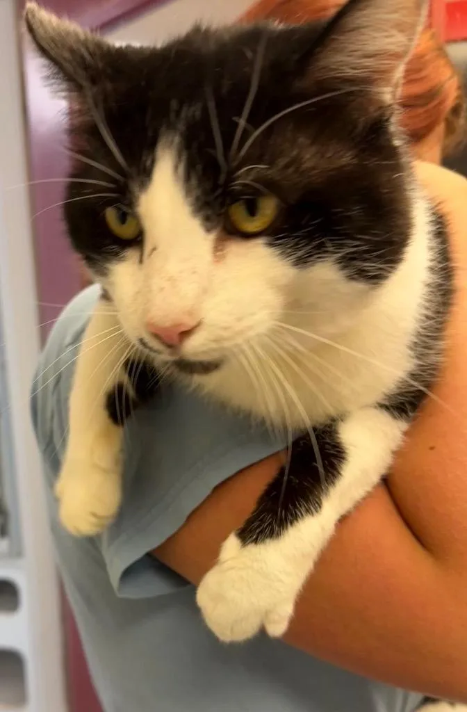 An adult large-sized male Domestic Short Hair cat named Winnie the Pooh for adoption in Greencastle, IN