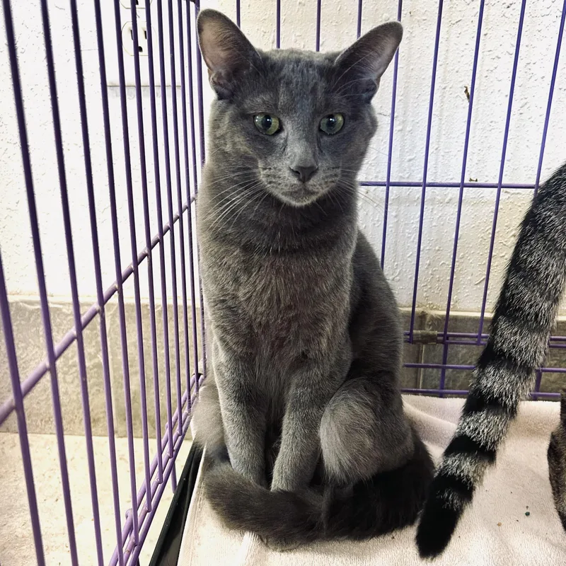 Bingbong thumbnail 2