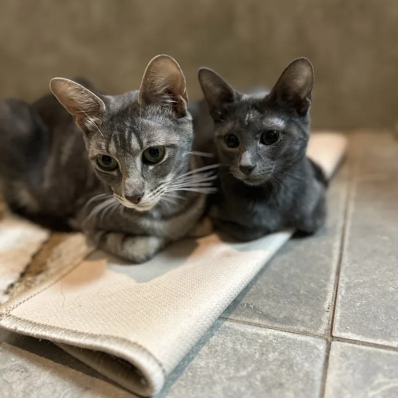 Bingbong thumbnail 3