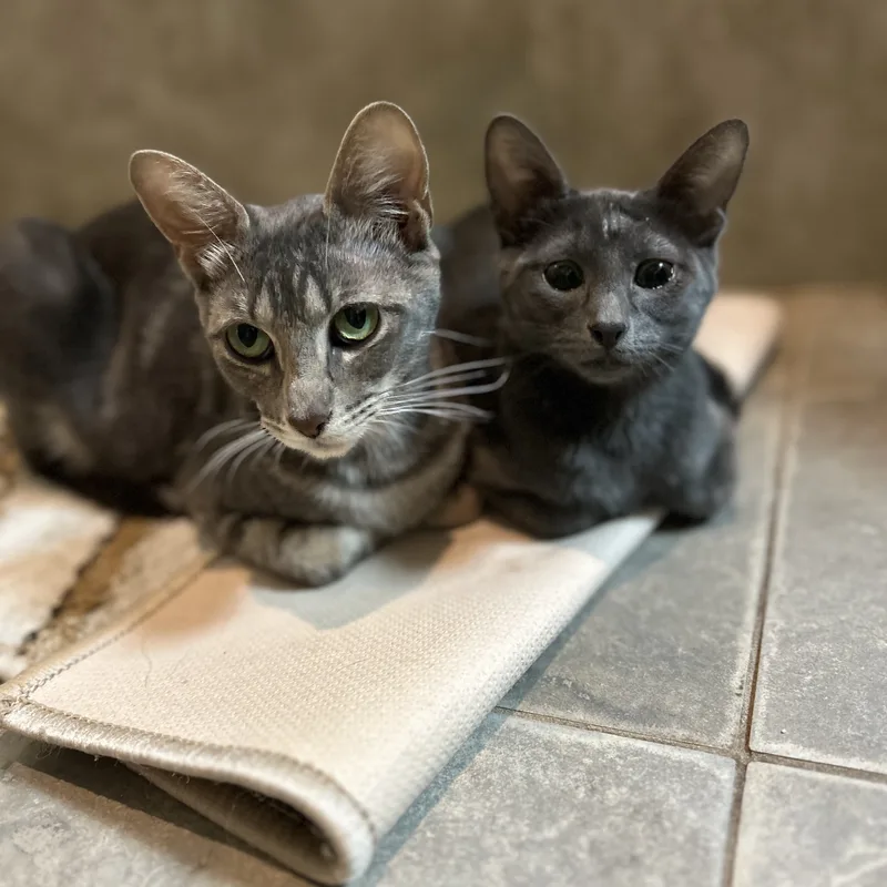 Bingbong thumbnail 4