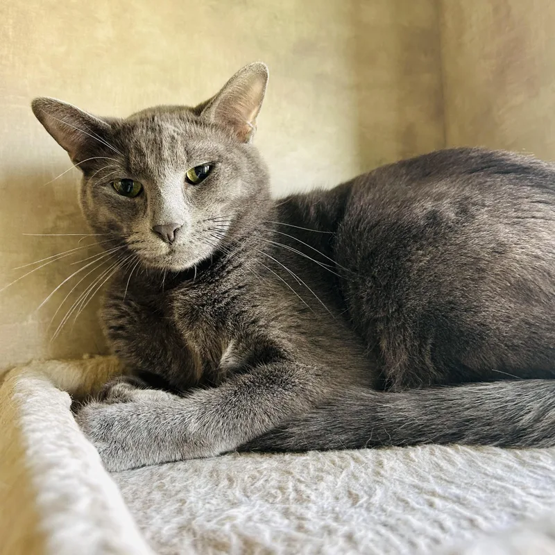 A young medium-sized male Gray / Blue / Silver Domestic Short Hair cat named Bingbong for adoption in Seguin, TX
