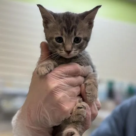 A baby small-sized female Gray / Blue / Silver Domestic Short Hair cat named Holden for adoption in Lynchburg, VA