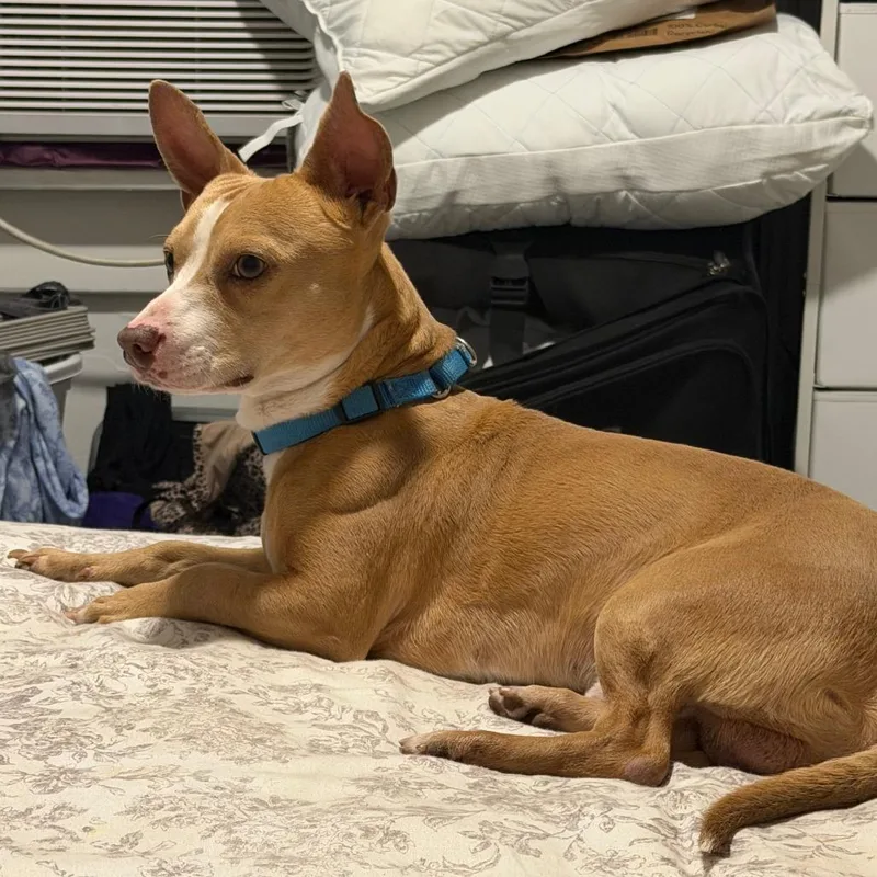An adult medium-sized male Brown / Chocolate Mixed Breed dog named Chacho for adoption in West Palm Beach, FL