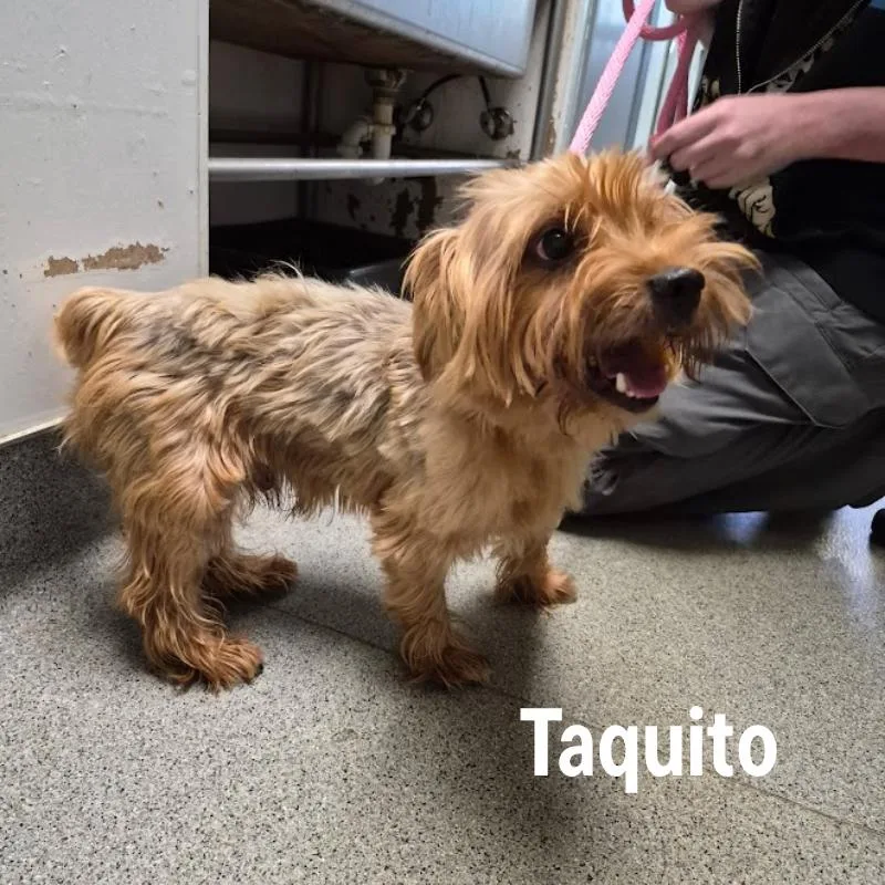A young small-sized male Yellow / Tan / Blond / Fawn Yorkshire Terrier dog named Taquito for adoption in Oak Ridge, TN