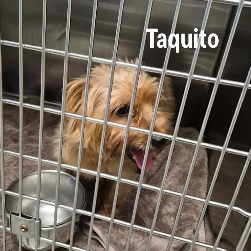Taquito thumbnail 2